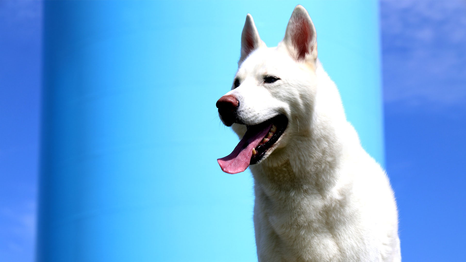 white dog at dog park